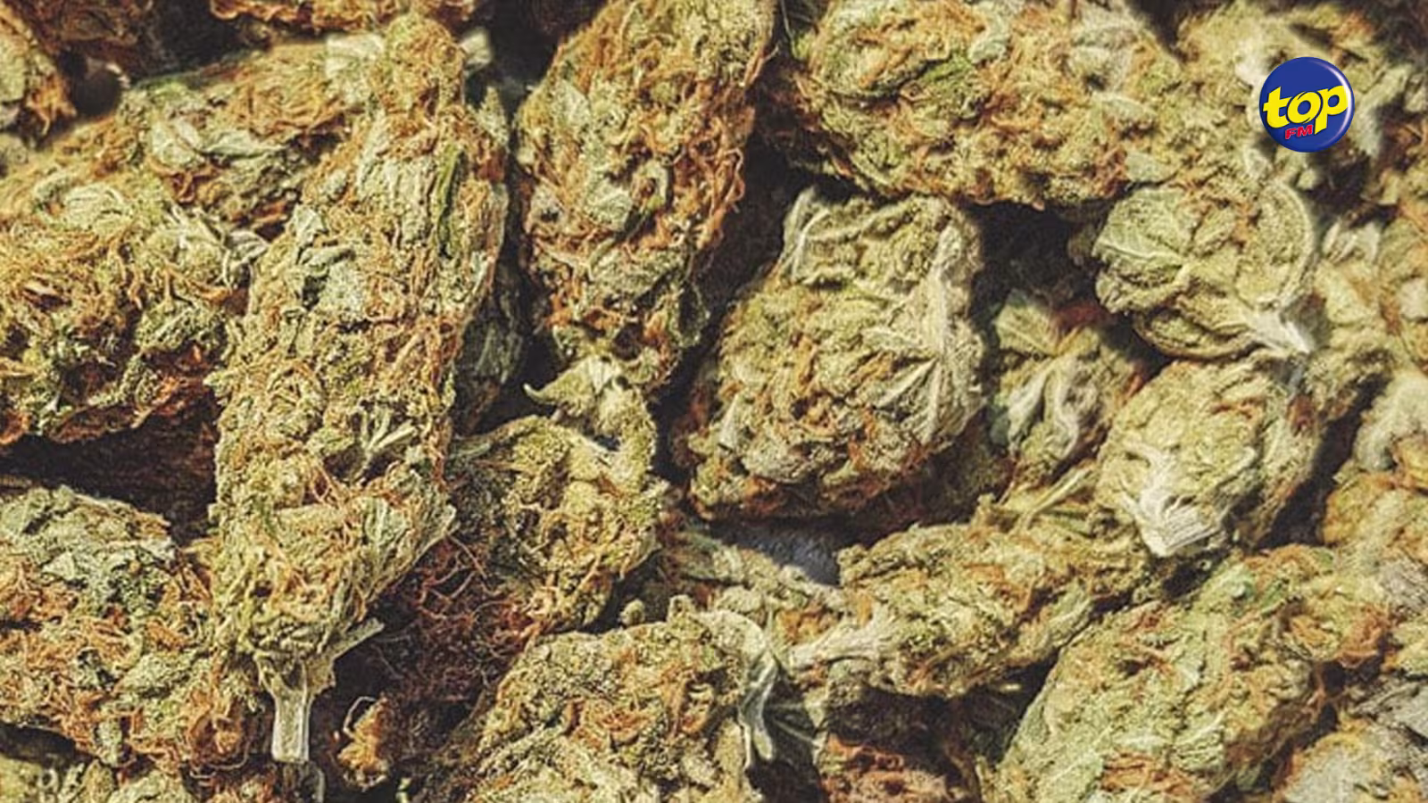 Saisie de 100 kilos de cannabis destinés au marché mauricien à La Réunion : Un cinquième suspect arrêté