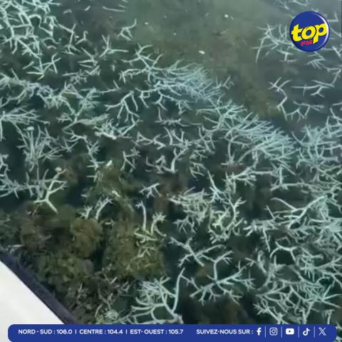 Blanchissement-des-coraux