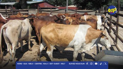 Fièvre aphteuse en Afrique du Sud