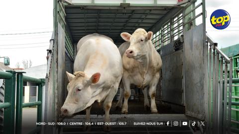 transport du bétail