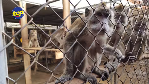 Capture illégale de singes dans la région de Le Val : Aucune preuve trouvée lors d’une descente de police effectuée dans un terrain à bail, vendredi… Le plaignant dénonce une fuite d’informations