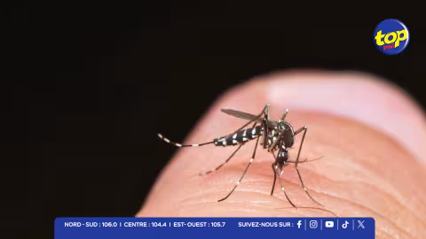 Moustiques tigres : 51 % de réduction à Triolet grâce à la technique des insectes stériles 