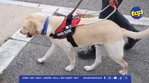 Chiens-guides : Un modèle d’inclusion encore hors de portée à Maurice, freiné par les chiens errants et des infrastructures défaillantes selon l’Association Lizie Dan La Main