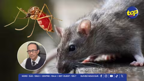 Santé publique : Hausse alarmante des cas de leptospirose et de chikungunya à Maurice 