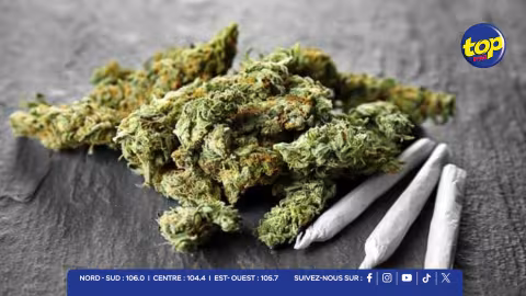 Consultations sur le cannabis : 800 avis déjà recueillis 