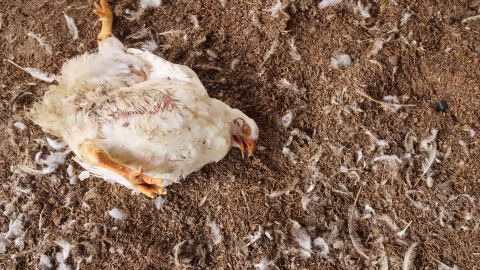 Grippe aviaire : les personnes contaminées « se sentent bien » et n’ont pas de complication