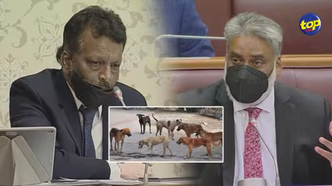 Surpopulation de chiens errants : Le député Salim Abbas Mamode demande au ministre de l’Agro-industrie de remédier au problème dans la circonscription no. 3