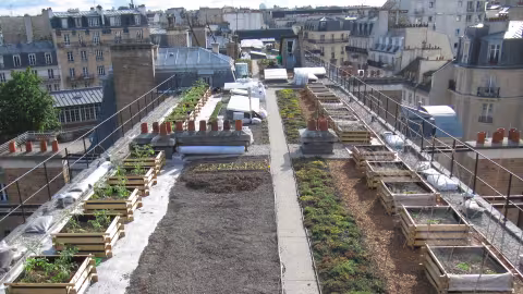 Agriculture urbaine : des toits de Paris transformés en champs