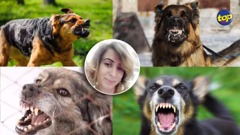 Journée mondiale contre la rage : La vétérinaire Asma Mahjoub nous en parle…