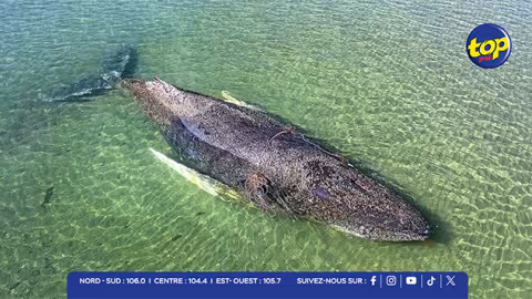 Sauvetage réussi d’une baleine piégée sur la côte allemande