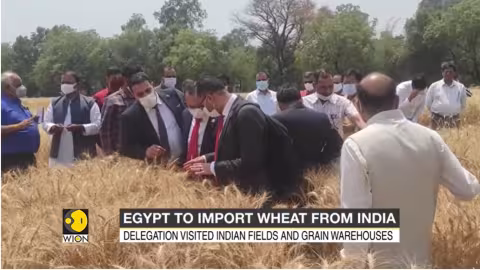 Pénurie alimentaire : L’Égypte importe 3,5 millions de tonnes  de blé de l’Inde
