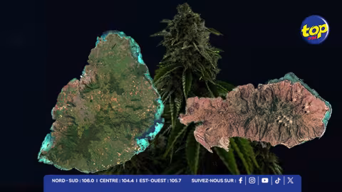 Trafic de cannabis Maurice-Rodrigues : 862 plants saisis en 48 heures par l’ADSU