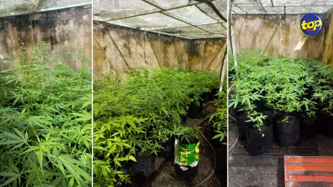 À Bel Air, Rivière Sèche : un homme de 34 ans arrêté pour avoir cultivé du cannabis
