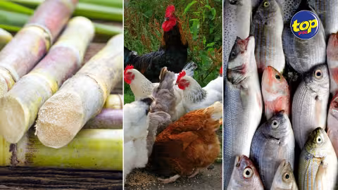 Sécurité alimentaire : La production de canne à sucre, volaille et poisson en baisse