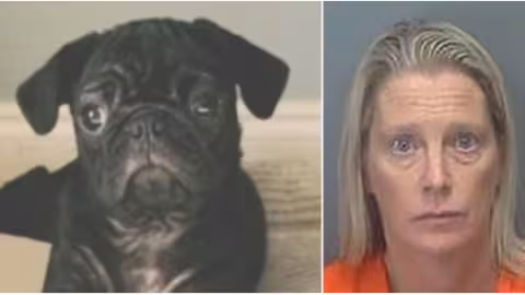 Sous l’influence du cannabis : Elle jette le chien de son ex amant du 7e étage et se retrouve en prison