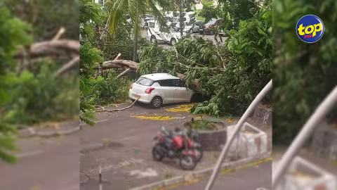 Aux Casernes centrales : cinq voitures endommagées après une chute d’arbre… aucun blessé à déplorer