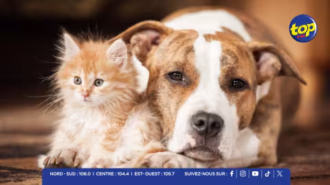 CHIEN ET CHAT