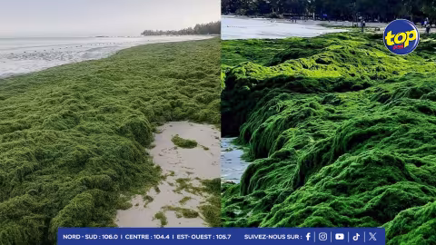 Mon Choisy : Plusieurs théories avancées pour expliquer la prolifération des algues vertes