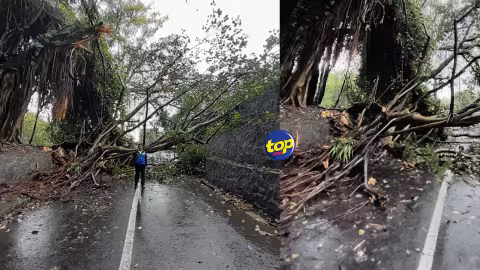 Intempéries : Des accumulations d’eau et des chutes d’arbres enregistrées dans plusieurs endroits, avise la National Emergency Operations Command, dans un communiqué ce matin