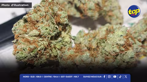 Opération antidrogue  : deux policiers arrêtés pour trafic de cannabis à Vacoas et Beau Bassin