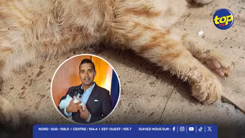 Grand-Bois : un chat tué par des chiens en liberté, une enquête en cours 