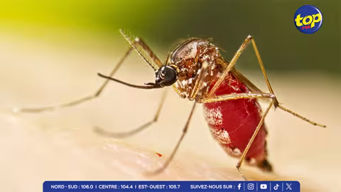 Dengue et chikungunya : 292 opérations de fumigation en 1 mois