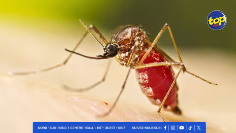 Santé : les Centers for Disease Control and Prevention émettent un “travel notice” pour Maurice face à la hausse des cas de chikungunya sur l’île
