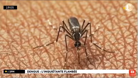 Dengue : Aucun cas enregistré ce lundi