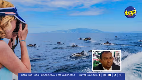 ‘Dolphin and whalewatching’ : 278 embarcations devront bientôt se plier aux nouvelles réglementations pour protéger les cétacés