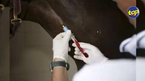 Dopage : le coursier Creation testé positif le 21 mars, il a couru et failli gagner le 25 mars, le rapport du laboratoire reçu que ce lundi, une enquête initiée par la HRD !
