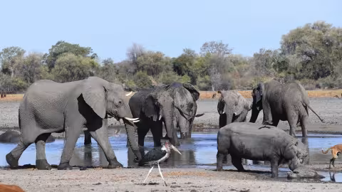 Des centaines d’éléphants sont morts mystérieusement au Botswana: la cause vient d’être découverte