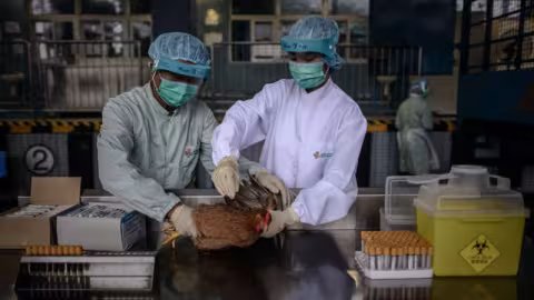 La Chine signale un cas humain de grippe aviaire H5N6