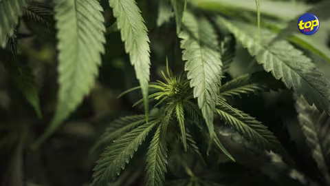À Vuillemin : un homme de 48 ans arrêté pour possession de drogue