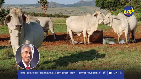 Fièvre aphteuse en Afrique du Sud