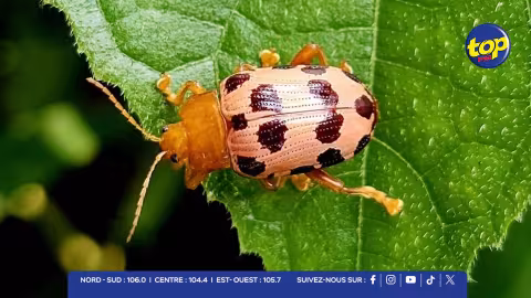 Hog-Plum-Beetle
