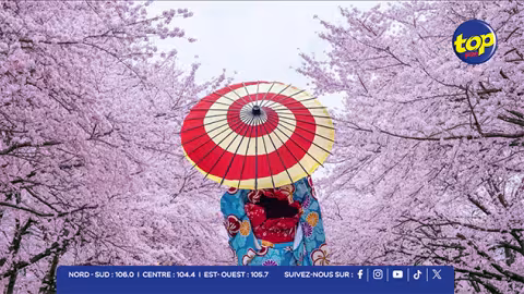 La magie des cerisiers en fleurs au Japon : une semaine pour célébrer la jeunesse et la fragilité de la vie