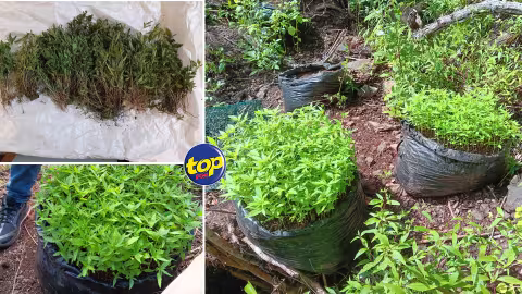 À Rivière Noire : 2536 plantes de cannabis déracinés
