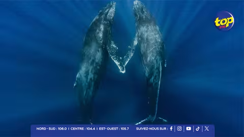 Entrée en vigueur de l’Accord sur la conservation et l’utilisation durable de la diversité biologique marine des zones ne relevant pas de la juridiction nationale : Maurice salue une avancée historique pour la protection des océans