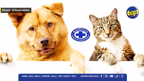Chiens et chats utilisés illégalement pour des tests en 2020 : un rapport explosif pousse le directeur de la MSAW à saisir le CCID et à exiger des comptes