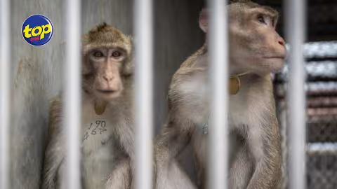 446 macaques saisis à Jin Fei en 2023 : Hammerhead réclame Rs 50M de dommages à un manager de Bioculture