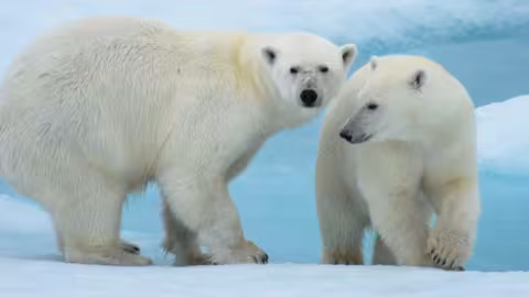 Journée internationale de l’ours polaire