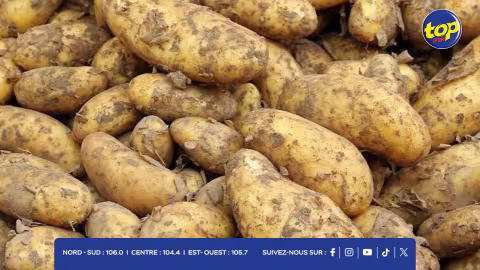 Pomme de terre : la production avoisinerait les 11 500 tonnes cette saison