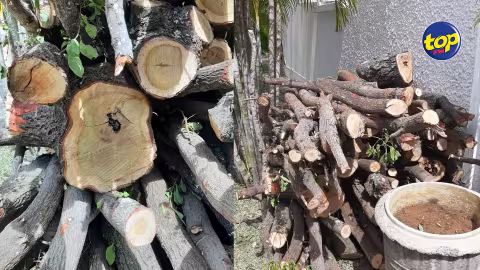 À Cap Malheureux : du bois de santal saisi sur un terrain appartenant à l’État
