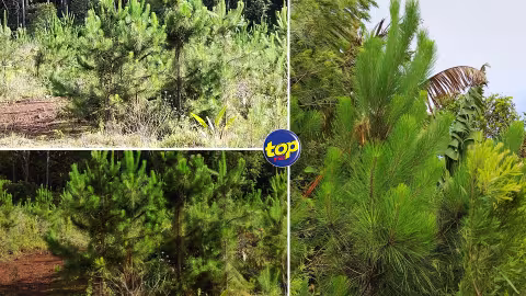 Noël 2023 : Vente de sapins par le département des Bois et Forêts à Rs 200 l’unité, jusqu’au dimanche 24 décembre
