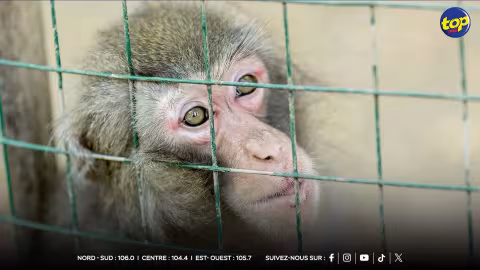La télévision danoise compare les joueurs marocains à des singes
