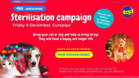 Prolifération de chiens errants à Maurice : « La seule solution c’est la stérilisation…faites stériliser vos animaux gratuitement ce vendredi à Curepipe », affirme Aneenesh Mottay
