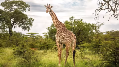 GIRAFFE
