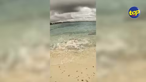 Des vidéos des requins dans nos eaux font le buzz : « Ce n’est pas à Maurice, ces images n’ont pas été authentifiées », avance l’inspecteur Shiva Coothen