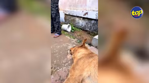 Un chien victime d’empoisonnement à Pavé d’Amour, Vacoas : « Sa bane toutous la, ti pé vine ene nuisance pu bane dimounes…zordiene in empoisonné kine déchire moi nette », se désole Preety Saachi