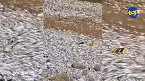 A Dagotière: Des milliers de poissons retrouvés morts dans une digue